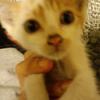 来世は猫