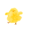 HIMAWARU