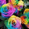 Kyan_flowerGarden