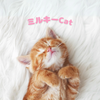 ミルキーCat
