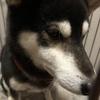 黒柴の飼い主