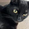 まー猫