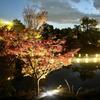 夏みかん21