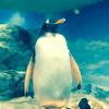 フライングペンギン