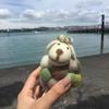 SheepNZ