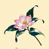 Magnolia___