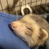 はやちんさん