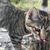 看護師かなみ