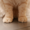 猫のTe 〜Cat′s hand 〜