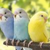 Bird2021