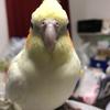まみやにゃつみ