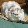 康月です