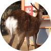 茂田もたこ