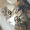 とらにゃん相談室