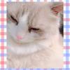 nonocat