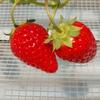 love seed