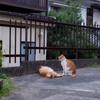 ねことこんぶ