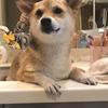 プラーク牧師