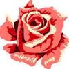 Rosa_0q0
