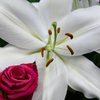 Lili_design