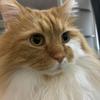 猫のしっぽ相談室