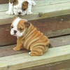 French bull