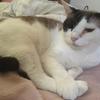 織田 はるき