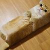 ねことうふ