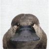 ちょこのはし