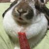 うさぎーずのおかぁたん。