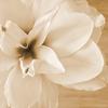Airi_Amaryllis