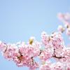 iammai8284