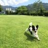 パピヨン鈴木