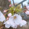 桜サクラ