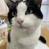 ハチワレ部