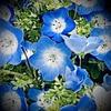 blue bird 2022