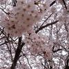 日華ひなた