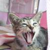 まくわ