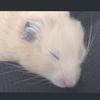 かめもち