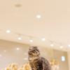 STAR_CAT01