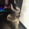 ややこ。