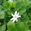 カウル