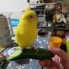 yuyu先生