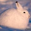 しろいうさぎ