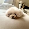 ぴちゃんの部屋