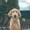 Lagopus_c