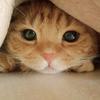 れいーな