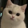 ひもこきりか