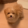あむぴ