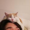 ごまのちゃん